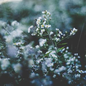 五朵美女图集秀人网图片
